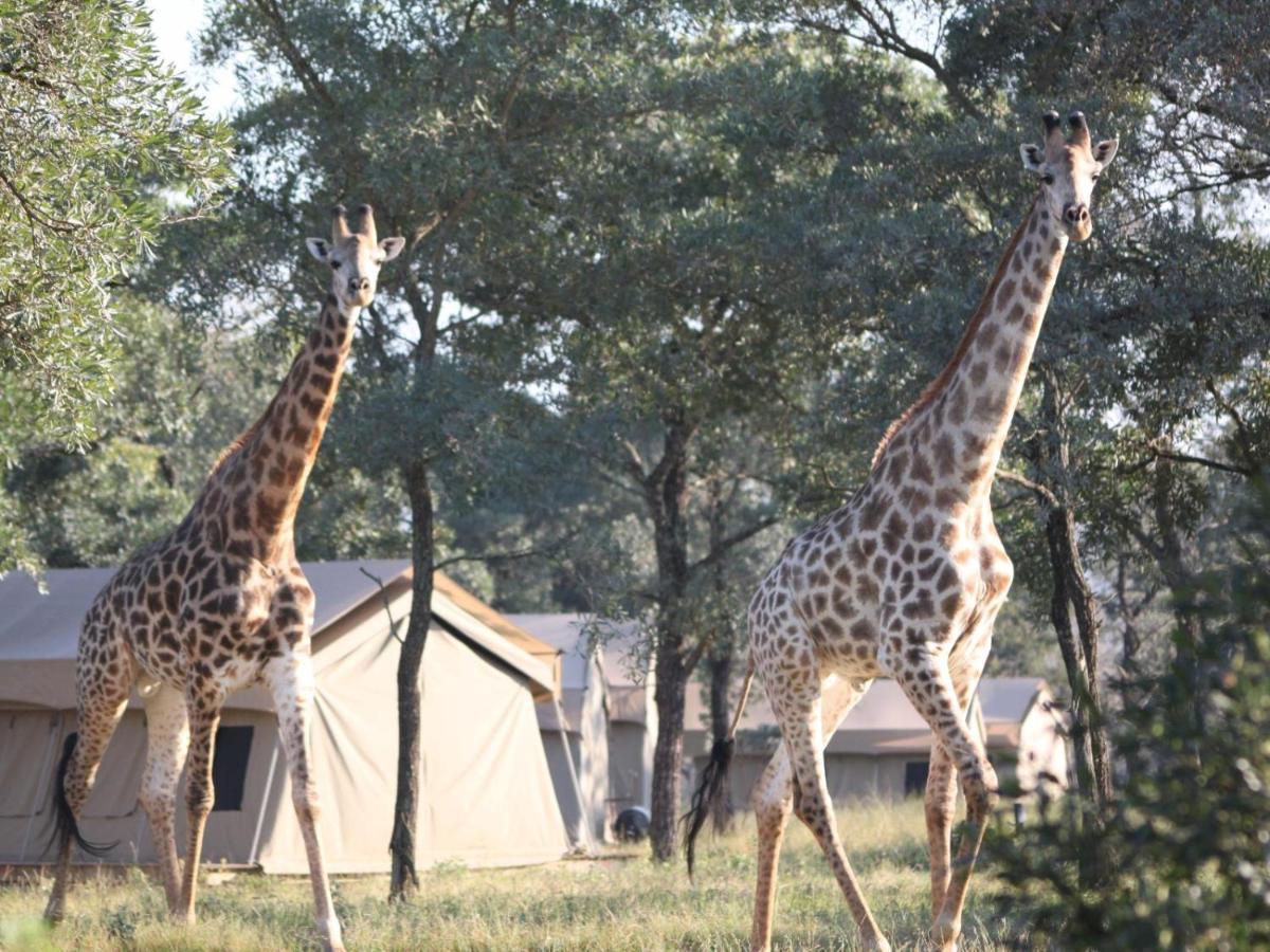 Unyati Safari Lodge هكتورسبروت المظهر الخارجي الصورة